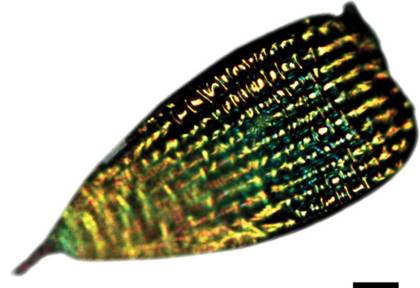 经过长时间的进化,蝴蝶翅膀上的鳞片变得异常复杂