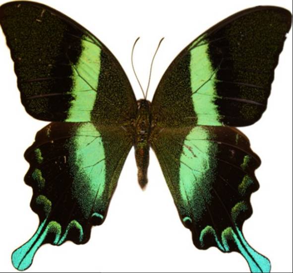 蝴蝶向潜在交配对象呈现一种颜色,向捕食者则呈现另一种颜色